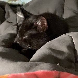 Meet your Posher, Tryniti